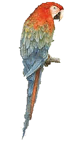 papagei.gif (12402 bytes)