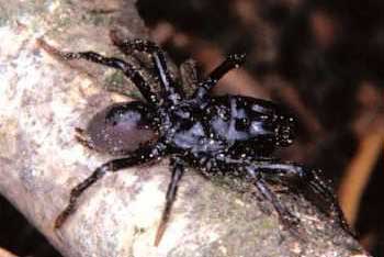 pauk/atypus_piceus2.jpg (12815 bytes)
