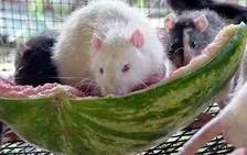 ��� ������ ��������� ������ ��������