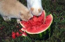 ��� ������ ��������� ������ ��������